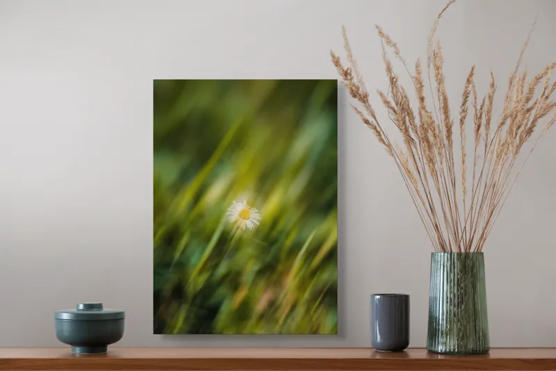 Tablou Canvas, "Margareta dansând în vântul verii", Floare, Singurătate, Verdeață, Estompare, Frumusețe, Natură, Seninătate, Simplitate, Culoare, Delicatețe, 39 x 54 cm – poza 3