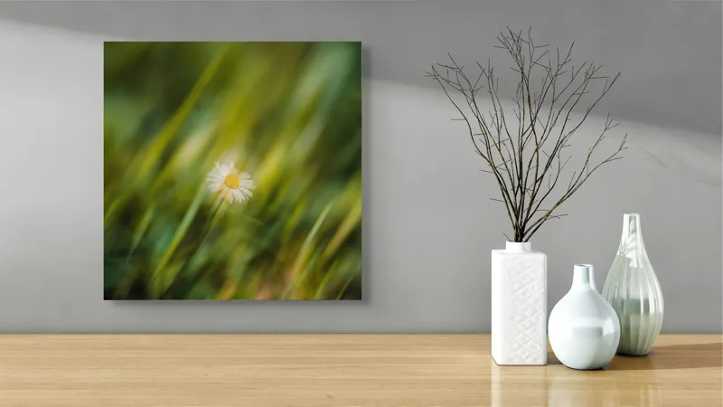 Tablou Canvas, "Margareta dansând în vântul verii", Floare, Singurătate, Verdeață, Estompare, Frumusețe, Natură, Seninătate, Simplitate, Culoare, Delicatețe, 50 x 50 cm – poza 3