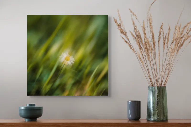 Tablou Canvas, "Margareta dansând în vântul verii", Floare, Singurătate, Verdeață, Estompare, Frumusețe, Natură, Seninătate, Simplitate, Culoare, Delicatețe, 50 x 50 cm – poza 4