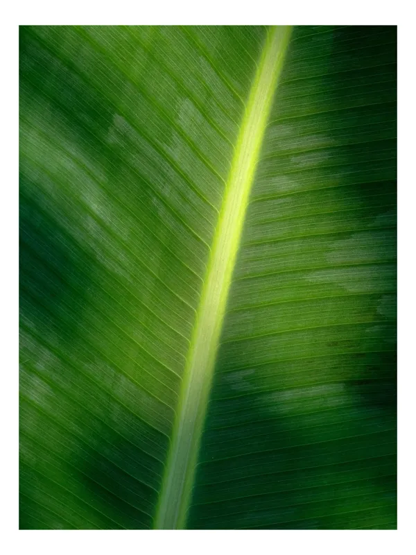 Tablou Canvas, "Frunza luminată de soare blând", Verde, Lumină, Textură, Natură, Nervuri, Frunză, Strălucire, Vitalitate, 39 x 54 cm