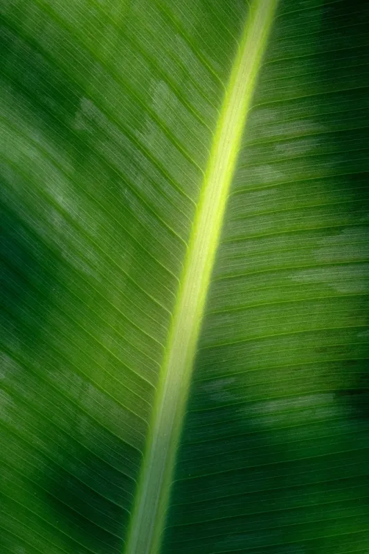 Tablou Canvas, "Frunza luminată de soare blând", Verde, Lumină, Textură, Natură, Nervuri, Frunză, Strălucire, Vitalitate, 26 x 39 cm – poza 2