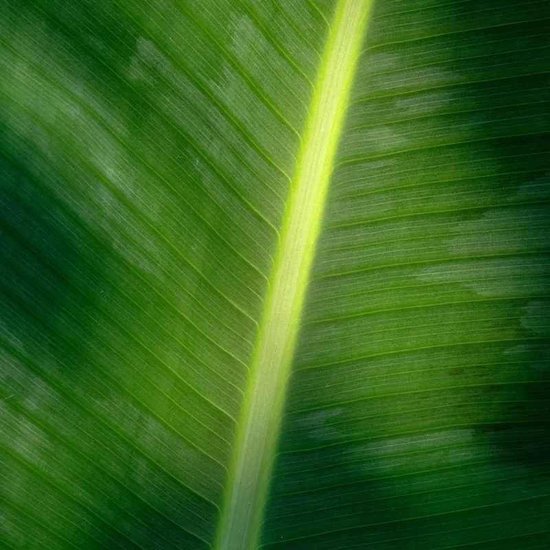 Tablou Canvas, "Frunza luminată de soare blând", Verde, Lumină, Textură, Natură, Nervuri, Frunză, Strălucire, Vitalitate, 50 x 50 cm – poza 2