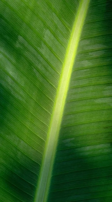 Tablou Canvas, "Frunza luminată de soare blând", Verde, Lumină, Textură, Natură, Nervuri, Frunză, Strălucire, Vitalitate, 50 x 90 cm – poza 2