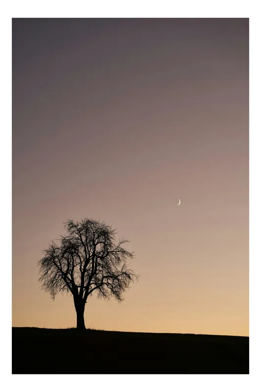 Tablou Canvas, "Luna și copacul singuratic", Copac, Asfințit, Siluetă, Cer, Semilună, Peisaj, Liniște, Seară, 50 x 90 cm