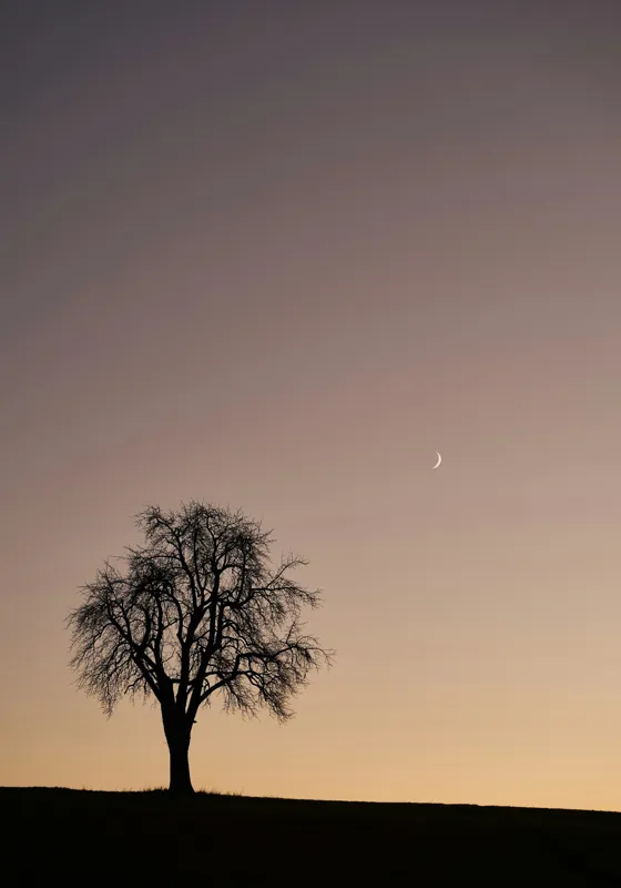 Tablou Canvas, "Luna și copacul singuratic", Copac, Asfințit, Siluetă, Cer, Semilună, Peisaj, Liniște, Seară, 70 x 100 cm – poza 2