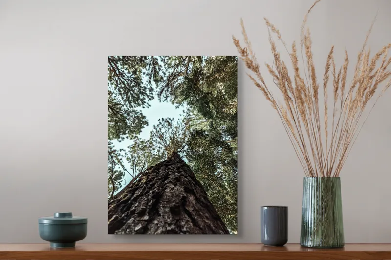 Tablou Canvas, "Privind spre cer prin pădurea înaltă", Arbore, Tulpină, Cer, Frunziș, Natură, Verde, Pădure, Perspectivă, Înălțime, Vegetație, 39 x 54 cm – poza 3