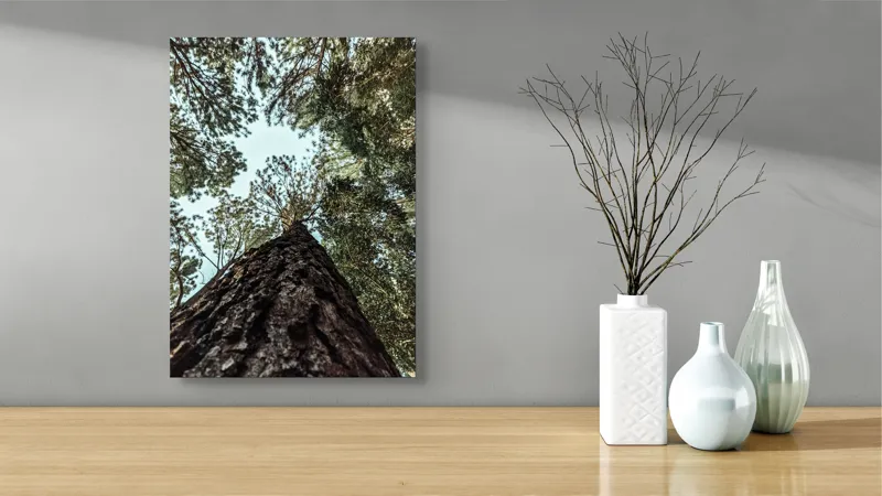 Tablou Canvas, "Privind spre cer prin pădurea înaltă", Arbore, Tulpină, Cer, Frunziș, Natură, Verde, Pădure, Perspectivă, Înălțime, Vegetație, 39 x 54 cm – poza 4