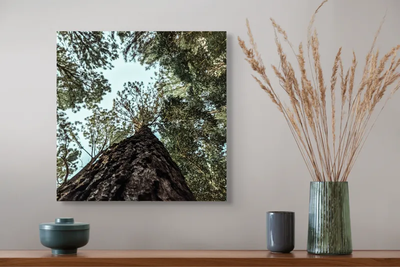 Tablou Canvas, "Privind spre cer prin pădurea înaltă", Arbore, Tulpină, Cer, Frunziș, Natură, Verde, Pădure, Perspectivă, Înălțime, Vegetație, 50 x 50 cm – poza 4