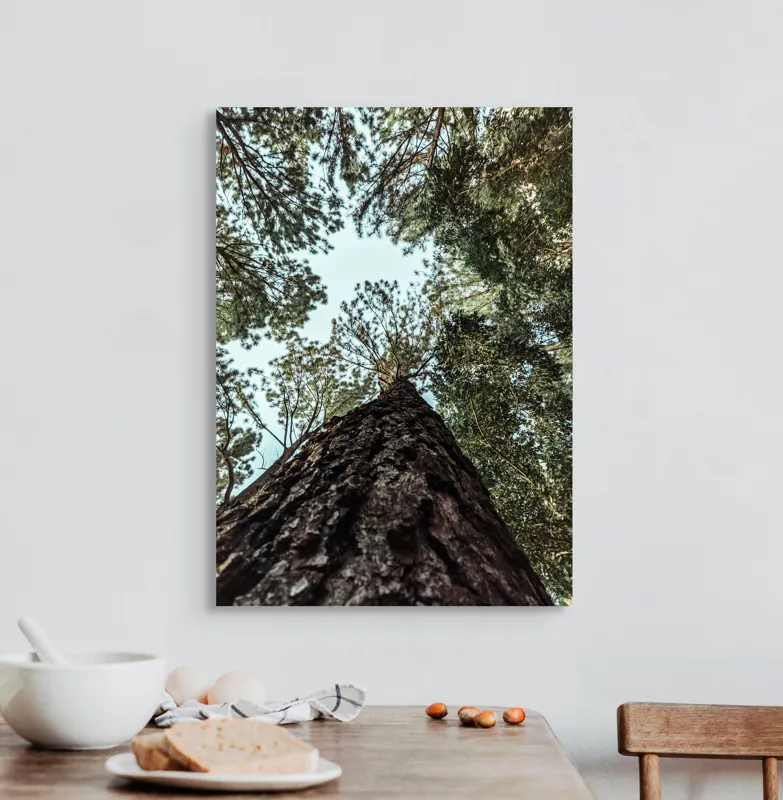 Tablou Canvas, "Privind spre cer prin pădurea înaltă", Arbore, Tulpină, Cer, Frunziș, Natură, Verde, Pădure, Perspectivă, Înălțime, Vegetație, 50 x 70 cm – poza 3