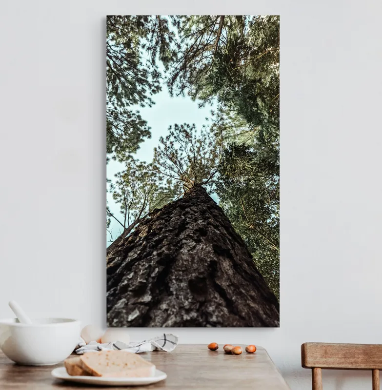 Tablou Canvas, "Privind spre cer prin pădurea înaltă", Arbore, Tulpină, Cer, Frunziș, Natură, Verde, Pădure, Perspectivă, Înălțime, Vegetație, 50 x 90 cm – poza 3