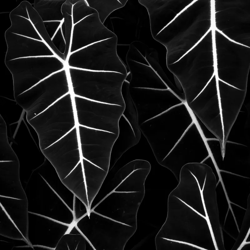 Tablou Canvas, "Frumusețea geometrică a naturii", Frunze, Model, Textura, Contrast, Umbre, Eleganta, Natură, Dungi, Vegetație, Simetrie, 100 x 100 cm – poza 2