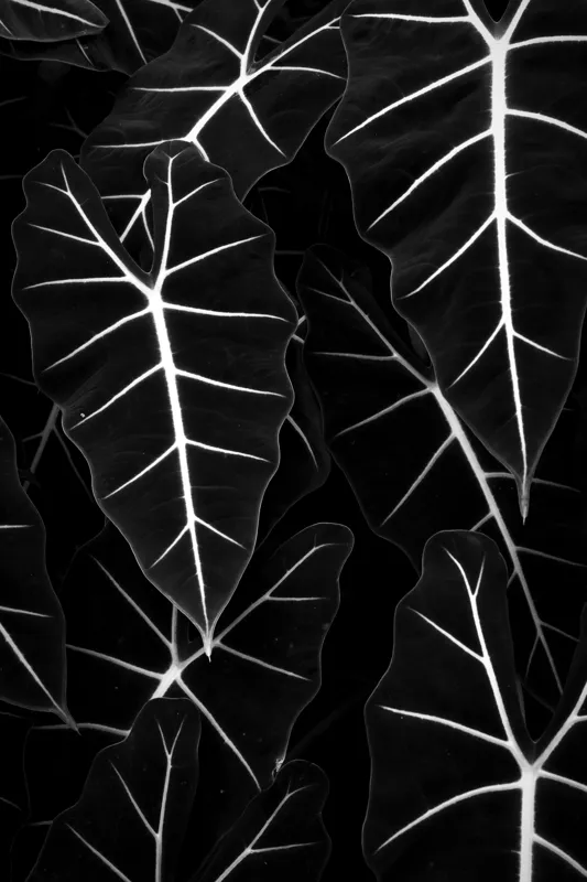 Tablou Canvas, "Frumusețea geometrică a naturii", Frunze, Model, Textura, Contrast, Umbre, Eleganta, Natură, Dungi, Vegetație, Simetrie, 26 x 39 cm – poza 2