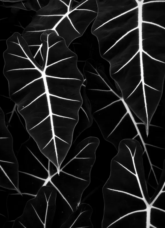 Tablou Canvas, "Frumusețea geometrică a naturii", Frunze, Model, Textura, Contrast, Umbre, Eleganta, Natură, Dungi, Vegetație, Simetrie, 39 x 54 cm – poza 2