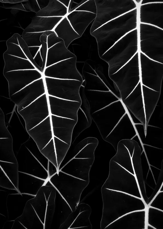 Tablou Canvas, "Frumusețea geometrică a naturii", Frunze, Model, Textura, Contrast, Umbre, Eleganta, Natură, Dungi, Vegetație, Simetrie, 50 x 70 cm – poza 2