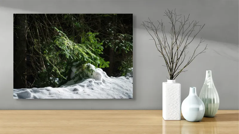 Tablou Canvas, "Brad mic sub razele soarelui", Brad, Zăpadă, Umbre, Lumină, Pădure, Iarnă, Natură, Răcoare., 70 x 50 cm – poza 3