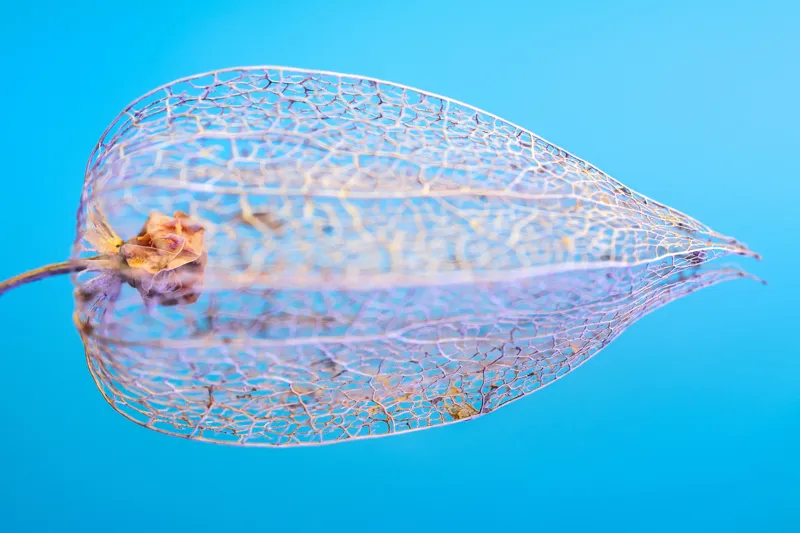 Tablou Canvas, "Armonia diafană a naturii fragile", Delicate, Transparent, Nature, Intricate, Veins, Fragile, Elegant, Blue, 39 x 26 cm – poza 2