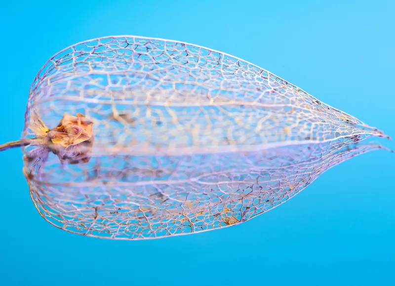 Tablou Canvas, "Armonia diafană a naturii fragile", Delicate, Transparent, Nature, Intricate, Veins, Fragile, Elegant, Blue, 54 x 39 cm – poza 2