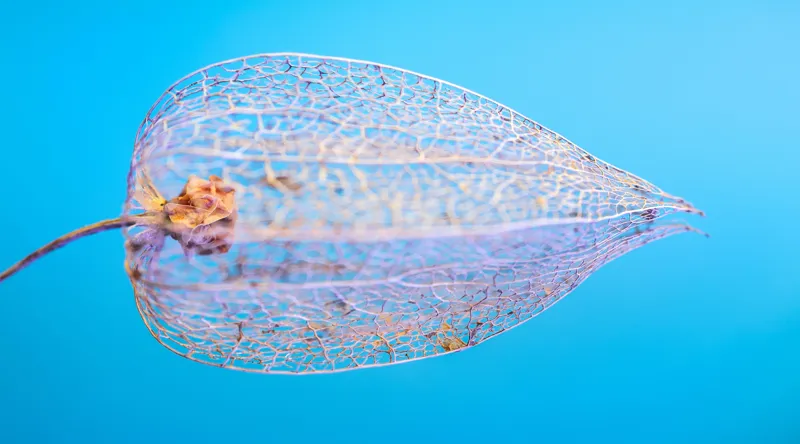 Tablou Canvas, "Armonia diafană a naturii fragile", Delicate, Transparent, Nature, Intricate, Veins, Fragile, Elegant, Blue, 90 x 50 cm – poza 2