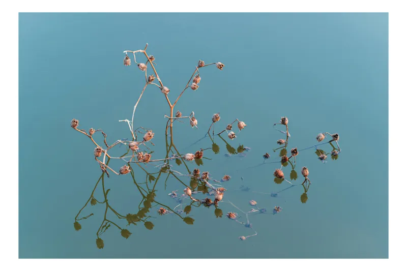 Tablou Canvas, "Reflecții delicate pe apa liniștită", Flori, Reflecții, Apă, Albastru, Natură, Liniște, Rămășițe, Artă, Serenitate, 39 x 26 cm