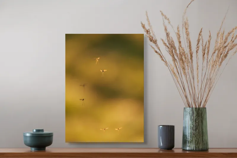 Tablou Canvas, "Dansul țânțarilor în lumina apusului", Țânțari, Zbor, Etereal, Apus, Delicatețe, Natură, 39 x 54 cm – poza 3