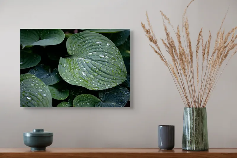 Tablou Canvas, "Picături de ploaie pe frunze verzi", Frunze, Verde, Picături, Apă, Prospețime, Natură, Textură, Lumină, Rouă, Vitalitate, 54 x 39 cm – poza 4