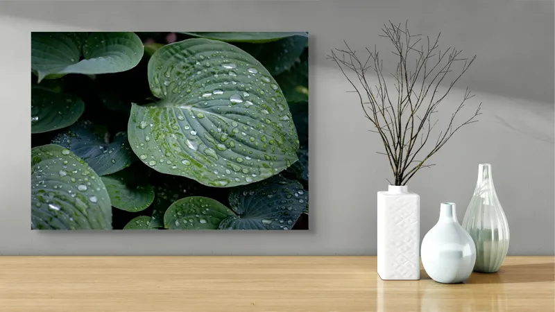 Tablou Canvas, "Picături de ploaie pe frunze verzi", Frunze, Verde, Picături, Apă, Prospețime, Natură, Textură, Lumină, Rouă, Vitalitate, 70 x 50 cm – poza 3