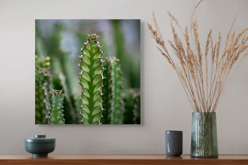 Tablou Canvas, "Cactuși înverziți sub cer senin", Spini, Verde, Textură, Cactuși, Natură, Asprime, Sălbăticie, Contrast, Detaliu, Exotic., 50 x 50 cm – poza 4