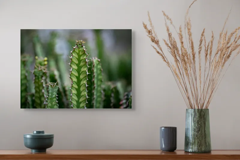 Tablou Canvas, "Cactuși înverziți sub cer senin", Spini, Verde, Textură, Cactuși, Natură, Asprime, Sălbăticie, Contrast, Detaliu, Exotic., 54 x 39 cm – poza 4
