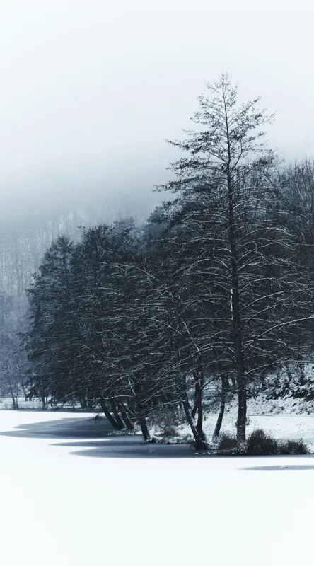 Tablou Canvas, "Copaci înghețați pe malul lacului", Iarnă, Pădure, Zăpadă, Liniște, Apă Înghețată, Copaci, Norii, Peisaj, Umbre, Frig, 50 x 90 cm – poza 2