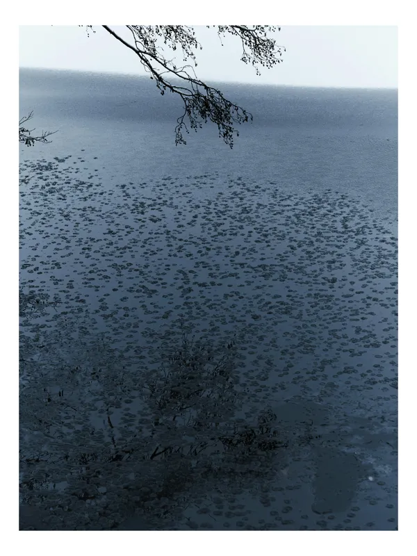 Tablou Canvas, "Frunziș plutitor pe oglinda apei", Ramuri, Apă, Reflecții, Nufări, Liniște, 100 x 100 cm