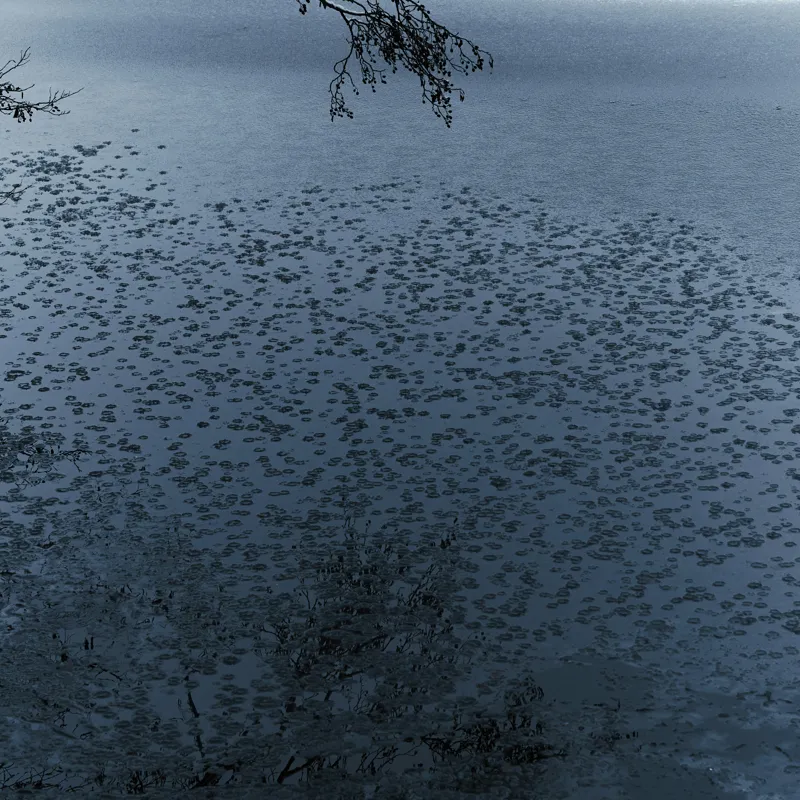 Tablou Canvas, "Frunziș plutitor pe oglinda apei", Ramuri, Apă, Reflecții, Nufări, Liniște, 100 x 100 cm – poza 2