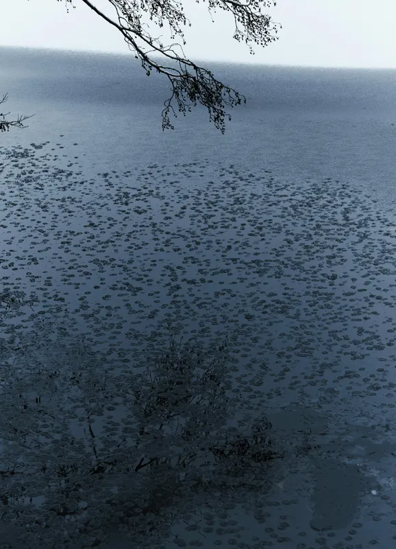 Tablou Canvas, "Frunziș plutitor pe oglinda apei", Ramuri, Apă, Reflecții, Nufări, Liniște, 39 x 54 cm – poza 2