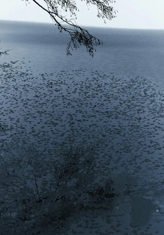 Tablou Canvas, "Frunziș plutitor pe oglinda apei", Ramuri, Apă, Reflecții, Nufări, Liniște, 70 x 100 cm – poza 2