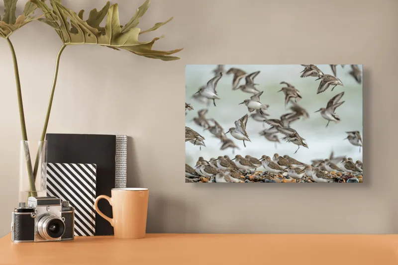 Tablou Canvas, "Dansul grațios al păsărilor pe coastă", Păsări, Zbor, Cer, Cuib, Natură, Aripi, Libertate, Peisaj, Agitație, Grup., 39 x 26 cm – poza 3