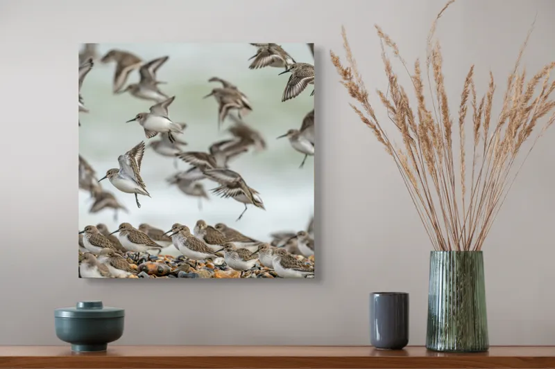 Tablou Canvas, "Dansul grațios al păsărilor pe coastă", Păsări, Zbor, Cer, Cuib, Natură, Aripi, Libertate, Peisaj, Agitație, Grup., 50 x 50 cm – poza 4