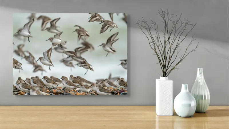 Tablou Canvas, "Dansul grațios al păsărilor pe coastă", Păsări, Zbor, Cer, Cuib, Natură, Aripi, Libertate, Peisaj, Agitație, Grup., 70 x 50 cm – poza 3