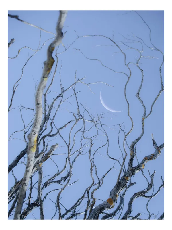 Tablou Canvas, "Crengile și luna din cer senin", Serenitate, Melancolie, Luciditate, Frumusețe, Eleganță, Visare, Armonie, Delicatețe, Contemplație, Liniște, 39 x 54 cm