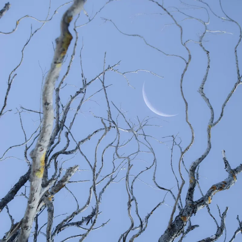 Tablou Canvas, "Crengile și luna din cer senin", Serenitate, Melancolie, Luciditate, Frumusețe, Eleganță, Visare, Armonie, Delicatețe, Contemplație, Liniște, 100 x 100 cm – poza 2