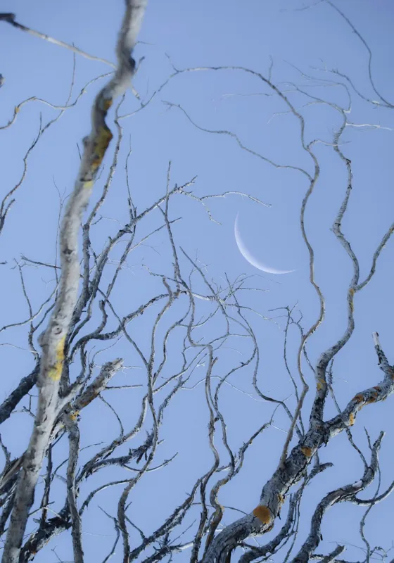 Tablou Canvas, "Crengile și luna din cer senin", Serenitate, Melancolie, Luciditate, Frumusețe, Eleganță, Visare, Armonie, Delicatețe, Contemplație, Liniște, 70 x 100 cm – poza 2