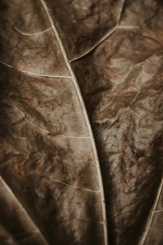 Tablou Canvas, "Textura enigmatică a frunzei uscate", Veins, Texture, Brown, Leaf, Pattern, Nature, Organic, Detail, Surface, Natural, 100 x 150 cm – poza 2