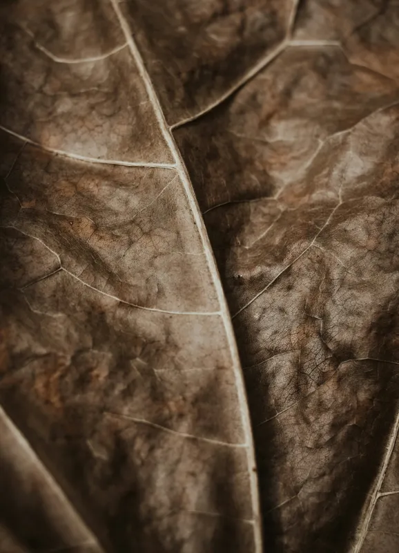 Tablou Canvas, "Textura enigmatică a frunzei uscate", Veins, Texture, Brown, Leaf, Pattern, Nature, Organic, Detail, Surface, Natural, 39 x 54 cm – poza 2