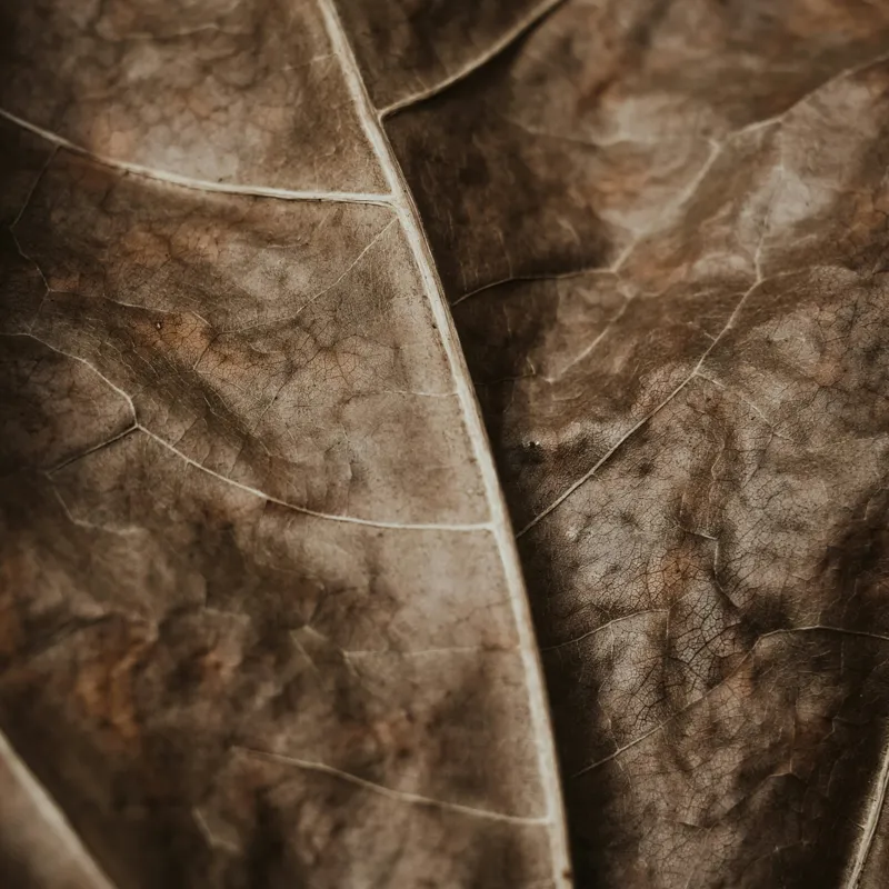 Tablou Canvas, "Textura enigmatică a frunzei uscate", Veins, Texture, Brown, Leaf, Pattern, Nature, Organic, Detail, Surface, Natural, 50 x 50 cm – poza 2
