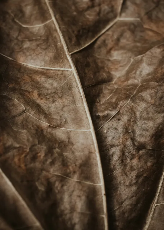 Tablou Canvas, "Textura enigmatică a frunzei uscate", Veins, Texture, Brown, Leaf, Pattern, Nature, Organic, Detail, Surface, Natural, 50 x 70 cm – poza 2