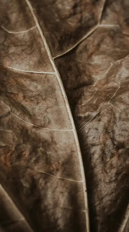 Tablou Canvas, "Textura enigmatică a frunzei uscate", Veins, Texture, Brown, Leaf, Pattern, Nature, Organic, Detail, Surface, Natural, 50 x 90 cm – poza 2