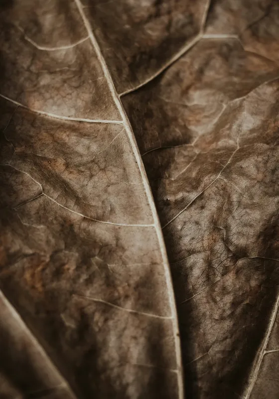 Tablou Canvas, "Textura enigmatică a frunzei uscate", Veins, Texture, Brown, Leaf, Pattern, Nature, Organic, Detail, Surface, Natural, 70 x 100 cm – poza 2