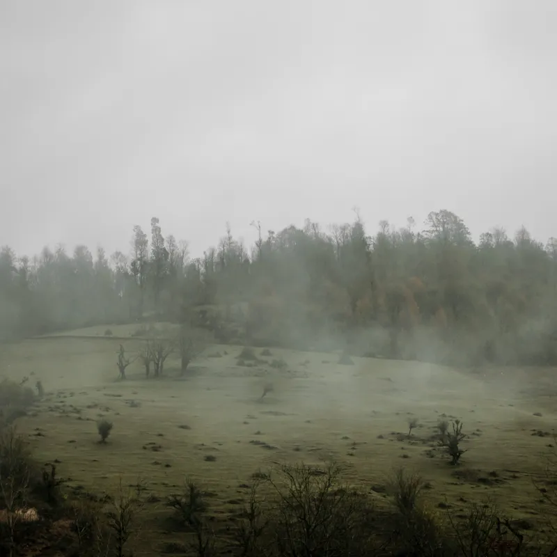 Tablou Canvas, "Câmpie învăluită în ceață dimineața", Ceață, Pajiște, Copaci, Tăcere, Melancolie, Natură, Răcoare, Verdeață, Mister, Liniște, 100 x 100 cm – poza 2