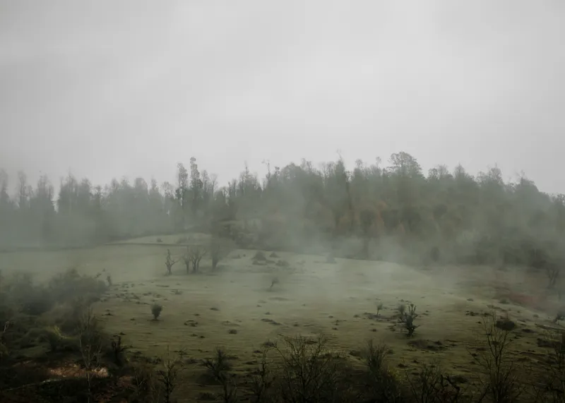 Tablou Canvas, "Câmpie învăluită în ceață dimineața", Ceață, Pajiște, Copaci, Tăcere, Melancolie, Natură, Răcoare, Verdeață, Mister, Liniște, 70 x 50 cm – poza 2