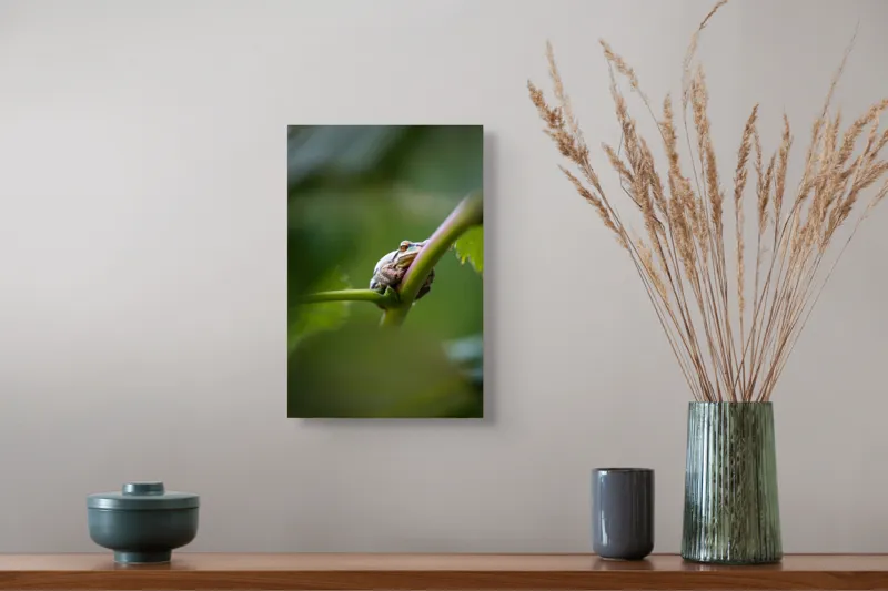 Tablou Canvas, "O broască în așteptarea ploii", Broască, Frunză, Tulpină, Verde, Privire, Natural, Detaliu, Relaxare, Camuflaj, Natură, 26 x 39 cm – poza 5