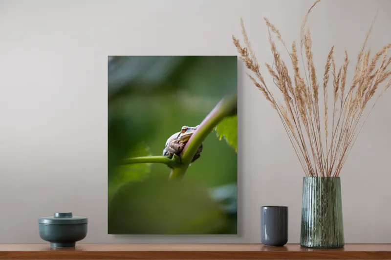 Tablou Canvas, "O broască în așteptarea ploii", Broască, Frunză, Tulpină, Verde, Privire, Natural, Detaliu, Relaxare, Camuflaj, Natură, 39 x 54 cm – poza 3