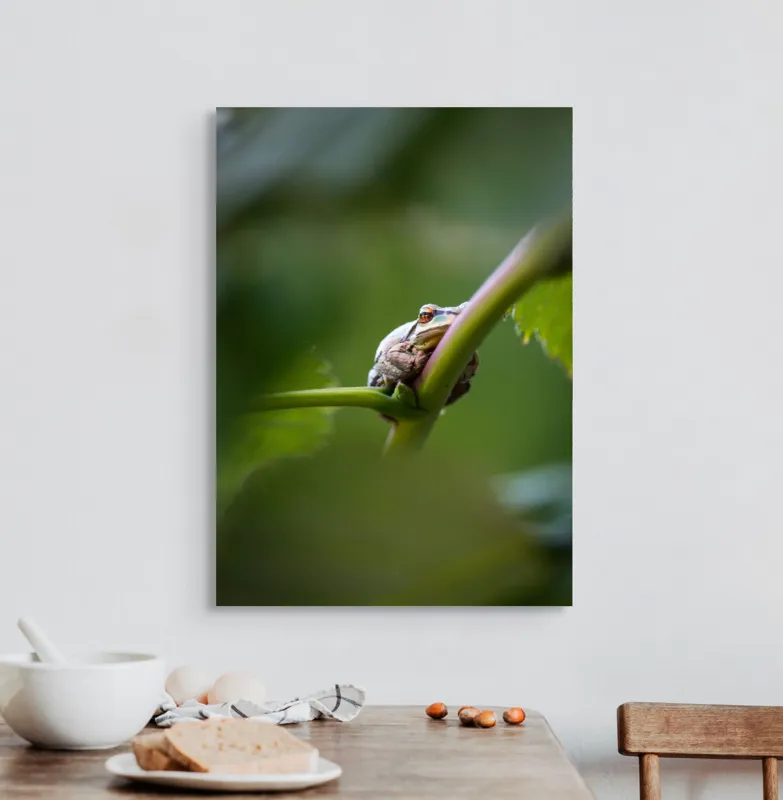 Tablou Canvas, "O broască în așteptarea ploii", Broască, Frunză, Tulpină, Verde, Privire, Natural, Detaliu, Relaxare, Camuflaj, Natură, 50 x 70 cm – poza 3